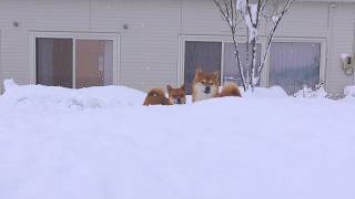 大雪のなかでのアクシデントが思わぬ奇跡を生みました。