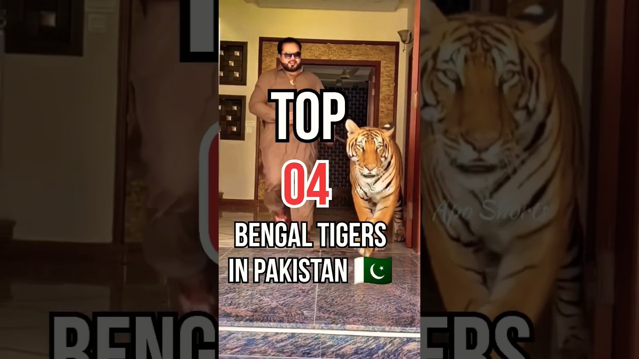 Top 4 Bengal Tigers in Pakistan 🇵🇰 😱 | Apo Shorts | 