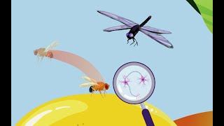 From Molecules to Behaviours: Untangling the Principles of Brain Wiring