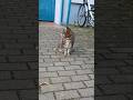 Was schaut die Katze da? #catlove #animals #dream #achtsamkeit