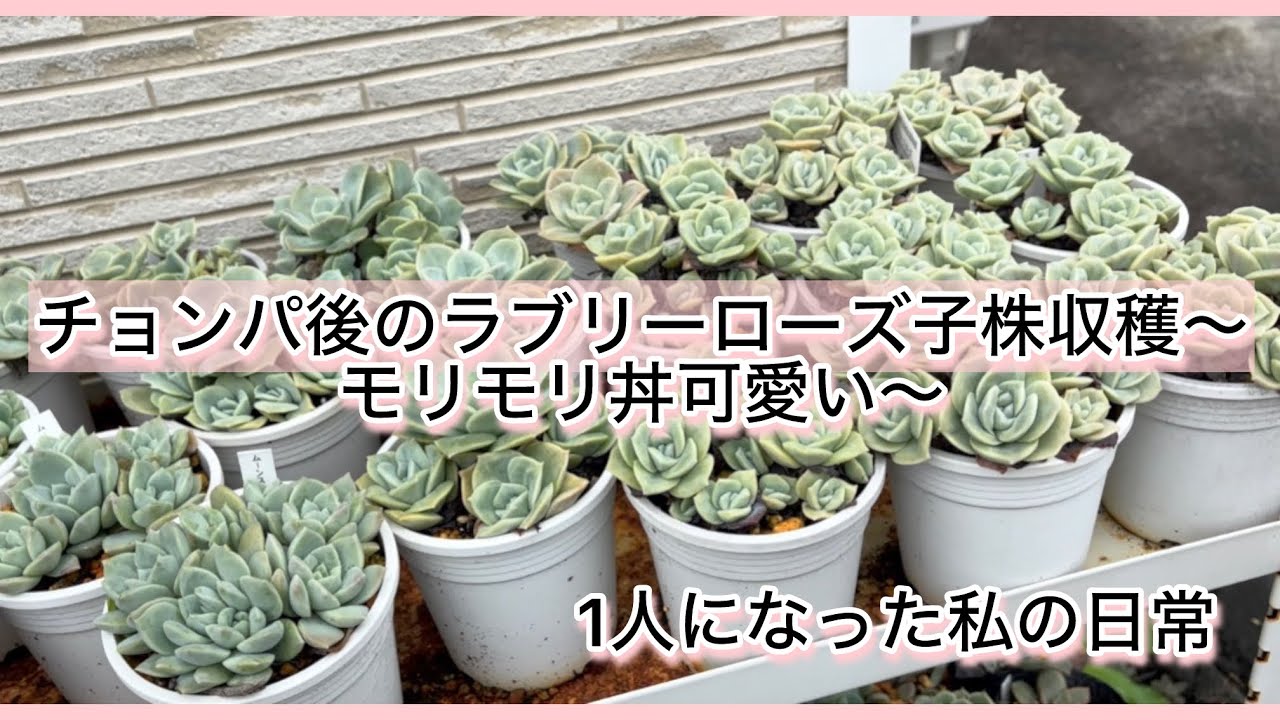 多肉植物]チョンパ後のラブリーローズ子株収穫〜モリモリ丼が可愛い