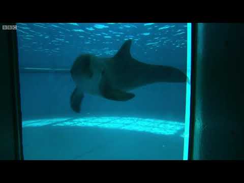 Just how smart are dolphins   Inside the Animal Mind