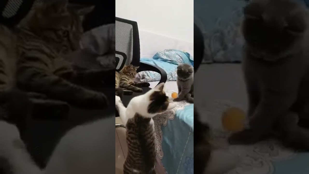 A kitten’s weakness ping pong balls YouTube