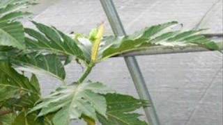 Breadfruit in South Florida