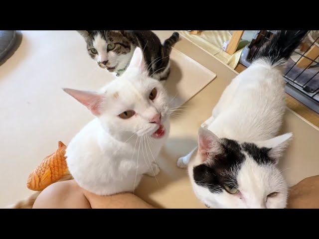モンプチ☆猫ちゃんご飯^_^☆お値下げ中❣️ モンプチ☆猫ちゃんご飯セット^_^☆