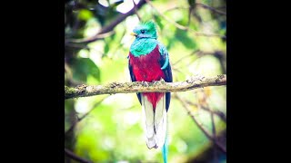 🆕Where Do Resplendent Quetzals Live