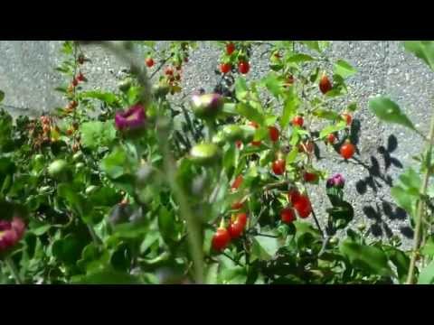 Video: Cách ủ Quả Goji