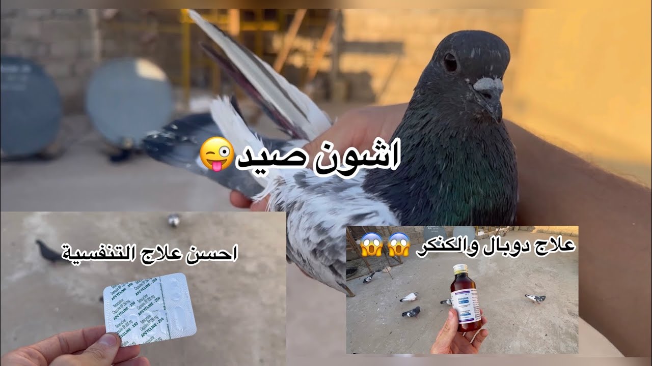 احسن علاج كنكر تنفسيه😱😱دوبال ديدان😱كل علاجات موجوده بالفيديو شاهد للنهاية