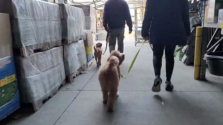Marley and woody Lowe's