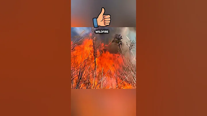 The secret behind how forest fires start 🔥