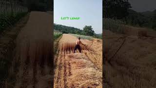 गेहूँ काटने की नयी तकनीकharvesting newtechnique for harvesting of wheat crop❤️