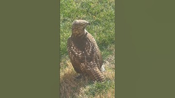 Hawk Caught A Squirrel Outside Our Window 🤯