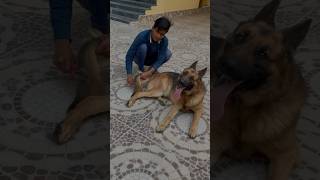 German Shepherd has 5 Negative Points  #facts #dog #viral #germanshepherd #doglover #shorts