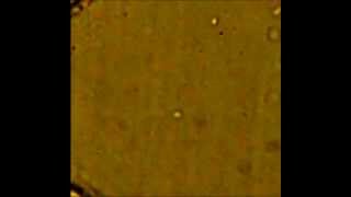 V5 - droplet microfluidics, cell encapsulation
