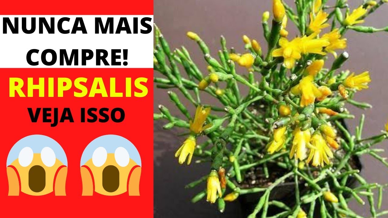 🛑 NUNCA MAIS COMPRE RHIPSALIS [ CACTO MACARRÃO ]😱 VEJA ISSO - thptnganamst.edu.vn