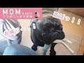 【ママ動画】ただいまからのお迎えが超かわいいパグのパノ君
