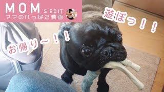 【ママ動画】ただいまからのお迎えが超かわいいパグのパノ君