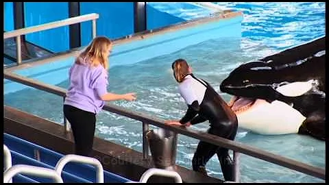 Sea World Documentary- Brittany Thacker