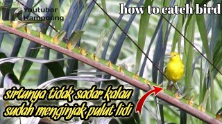 How to catch bird