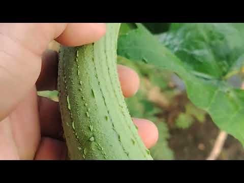 Harvesting patula #buhayprobinsya#bebengmanatad
