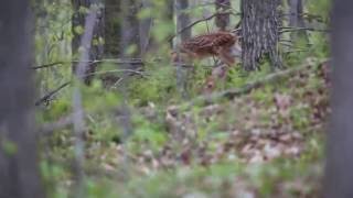 Young fawn walking - 2
