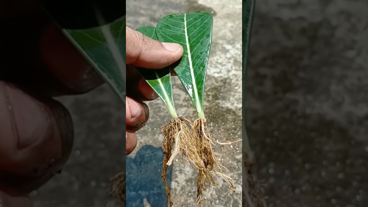 Desert rose growing from Leaf 