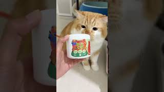 VITAMIN KUCING DAN ANJING CO DILINK BIO NO 76 #cat #catlover #mycat #catsworld #catperson #lovelycat