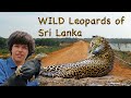 WILD Sri Lanka - Leopards of Yala NATURE DOCUMENTARY