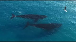 Whales Follow A Surfer