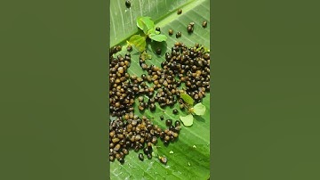 Mật độ nuôi ốc nhồi, ốc bươu đen #mohinhnuoioc #ốcbươuđen #ocnhoi