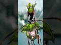QUANTUM IVERN