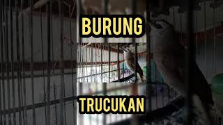 Download Lagu trucukan gacor #trucukan #trucukangacor #trucuk MP3