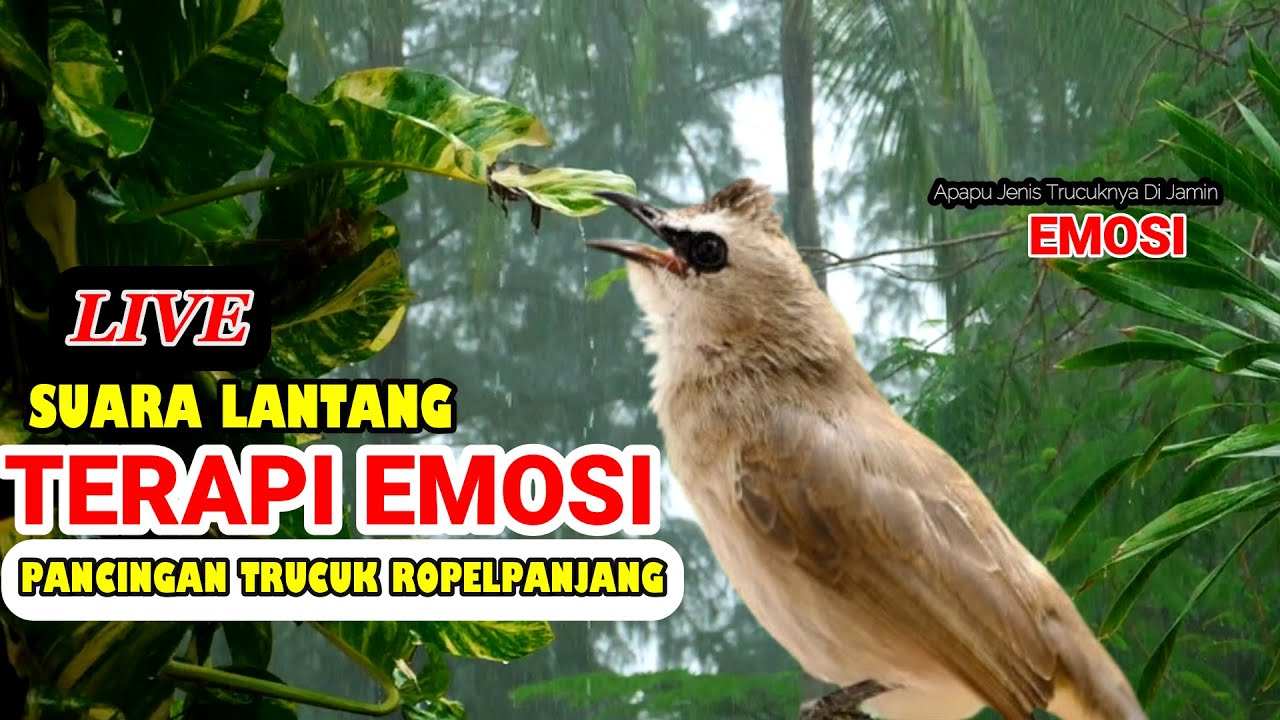 🔴TRUCUKAN GACOR ROPEL PANJANG | MASTERAN TRUCUKAN | PACINGAN AGAR BUNYI GACOR SEPANJANG HARI