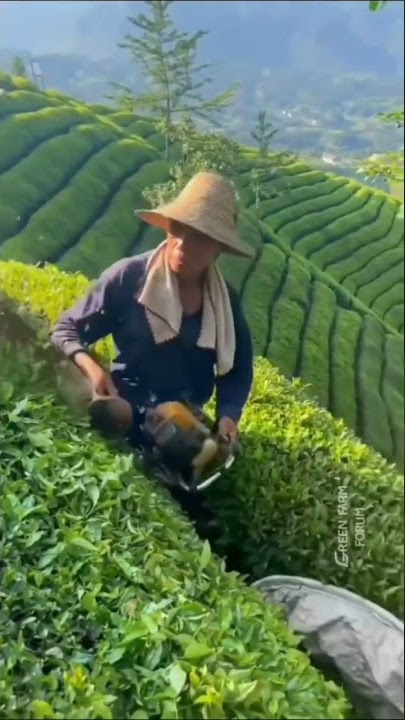 Cara panen teh dengan cepat