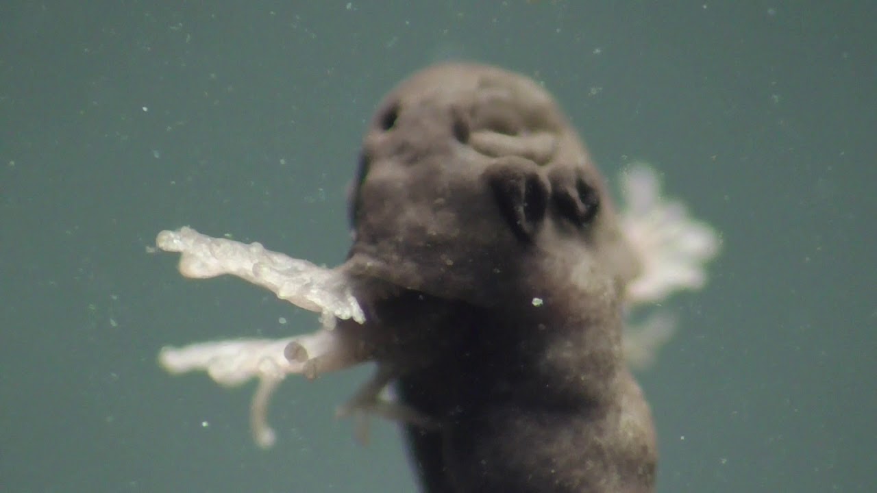 grasfrosch nahrung Grasfrosch Kaulquappen, Common frog tadepols