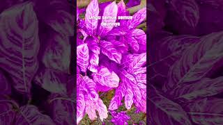 Udah Ungu Semuadaunya