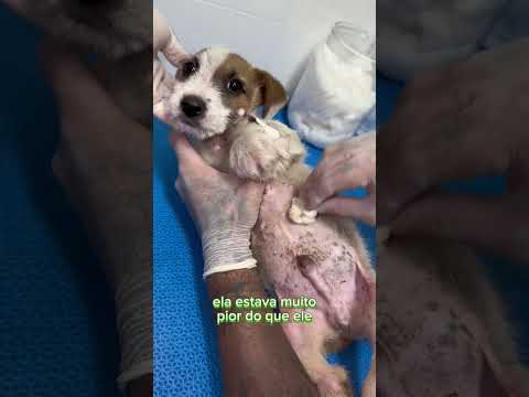 Me ajudem a salvá-lo 🙌 pix cpf 424 431 128 96 doe qualquer valor por amor!