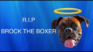 R.I.P. Brock the Boxer Dog 2009-2021 -- THANK YOU ALL by Brock the Boxer TV 11,567 views 2 years ago 4 minutes, 4 seconds