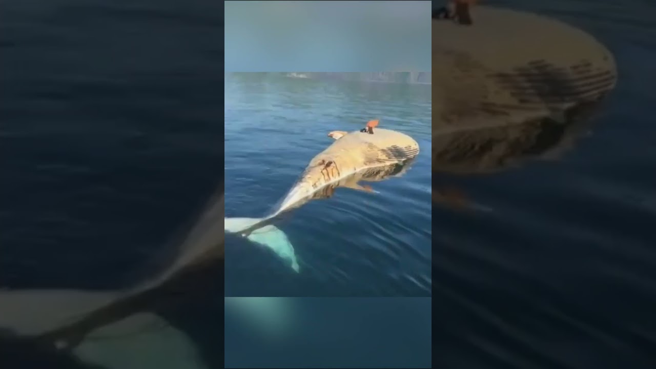 Is This Animal Abuse?!