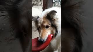 lassie says what