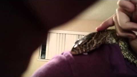 Tame Nile Monitor Buddy, Nile monitor handling