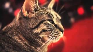 El Gato Metalero?