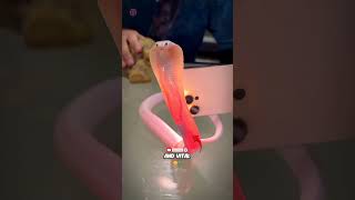 Rare Cobra 😲🐍. #shorts #shortvideo #viralshorts