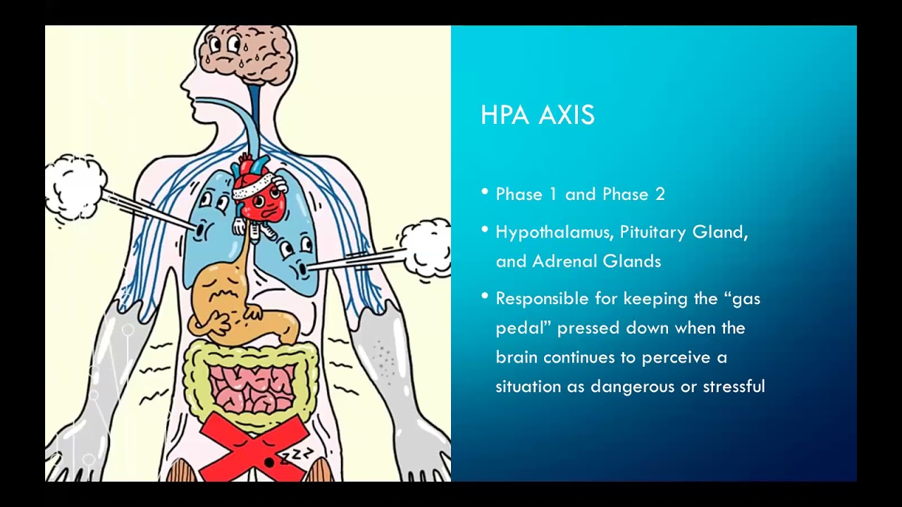 Stress: A fact of life or physiological response we can mediate - Abigail Walters