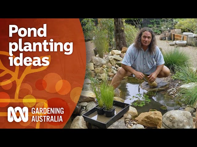 How to add aquatic plants to your pond | Garden Design and Inspiration |  Gardening Australia - YouTube