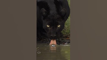 Black panthers are just melanated leopards #wildlife #animalfacts #youtubeshorts #animals