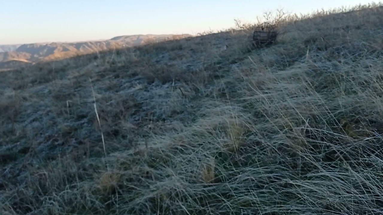 Охота на кеклика