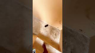 jbl strong testing bass #testing #speaker #speakershopping #trending #trendingshorts #viral #video