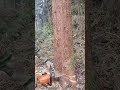 🪵 Wood Cutting Master #aivideo