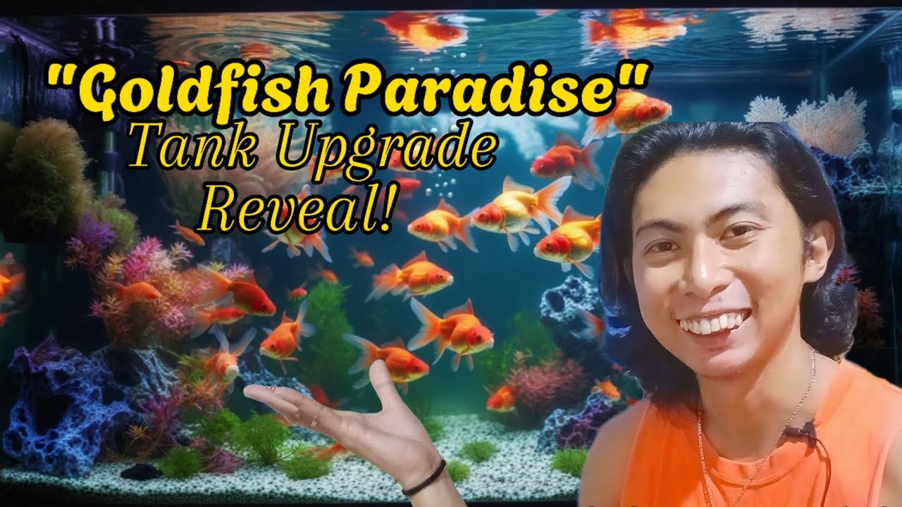 Curated visual reference: Upgrading My Goldfish Tank The Ultimate Guide Episode 38 Photo Inspiration